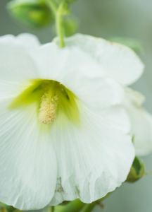 Vit blomma